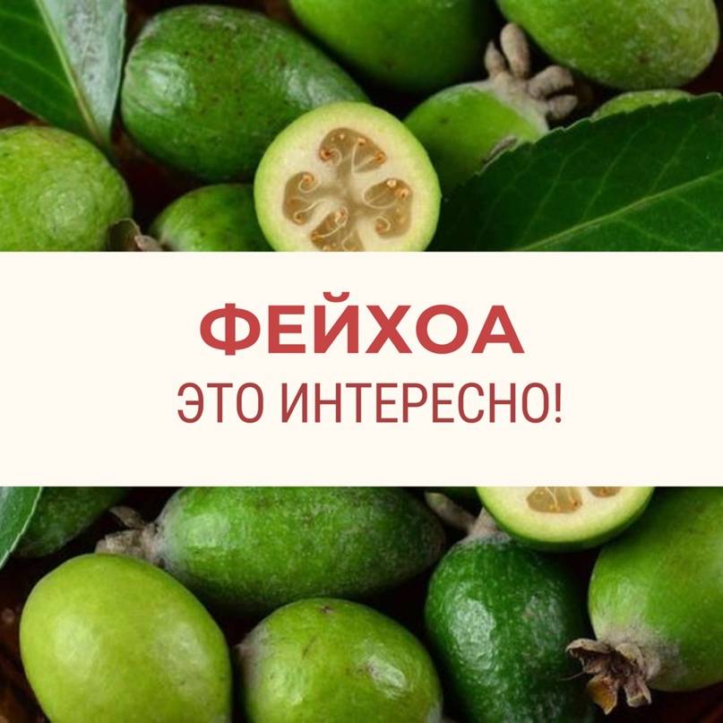 Фейхоа для детей: с какого возраста давать?
