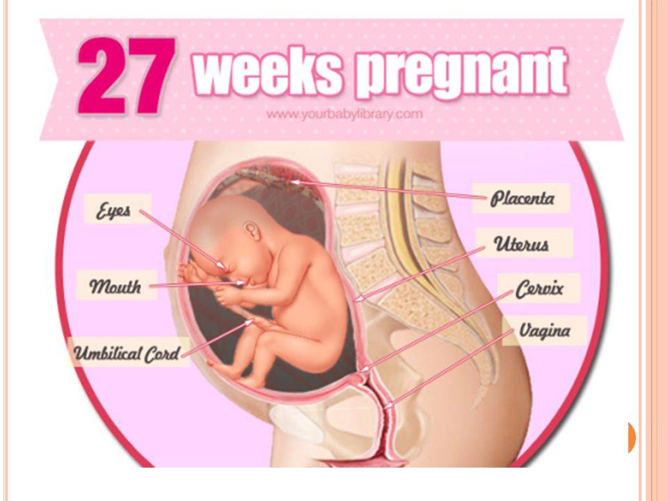 26 неделя беременности: развитие плода и ощущения женщины, вес, рост и внешний вид ребенка