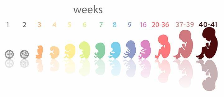 Первая неделя беременности: признаки и ощущения, что происходит, симптомы, узи, видео