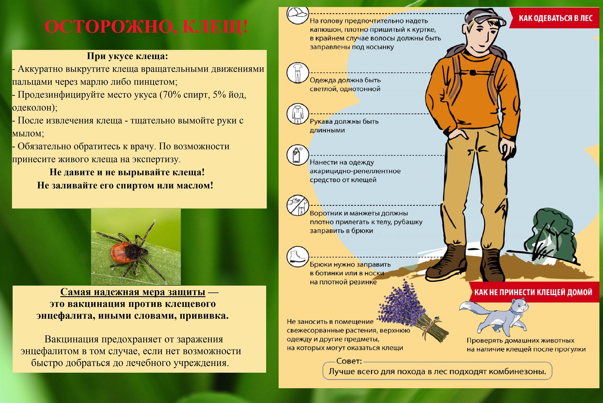 Иксодовые клещи: меры защиты на supersadovnik.ru