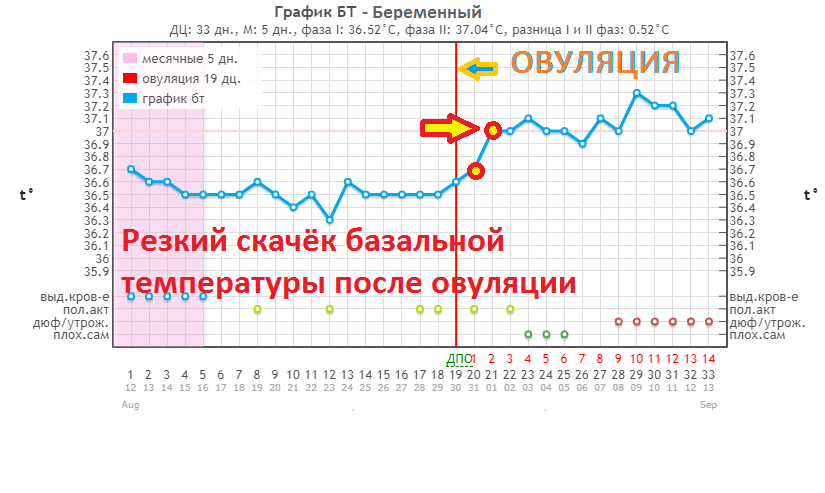 Что такое базальная температура и как узнать день овуляции?