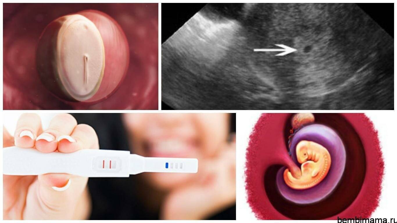4 неделя беременности: признаки, симптомы, фото, узи