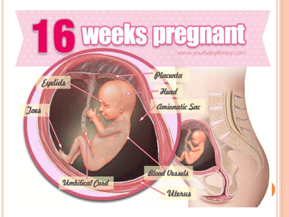 16 неделя беременности - ощущения, развитие ребенка