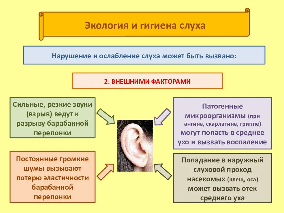 Изменение остроты слуха в зависимости от возраста и влияния факторов внешней среды проект