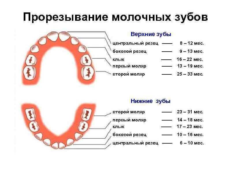 Прорезывание зубов