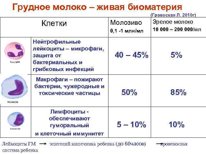Через сколько еда попадает в грудное молоко при гв? - мир от а до я