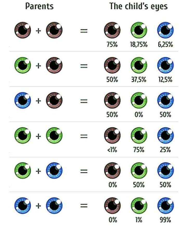 Как предсказать цвет глаз ребенка: 12 шагов