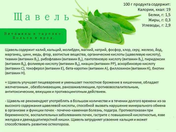 Щавель малышам - можно? - болталка для мамочек малышей до двух лет - страна мам