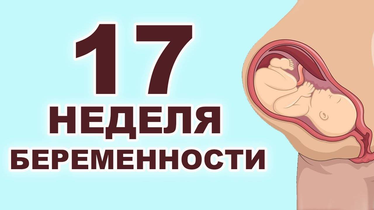 17 неделя: что происходит с малышом и мамой на этом сроке беременности, как развивается плод, что чувствует женщина?