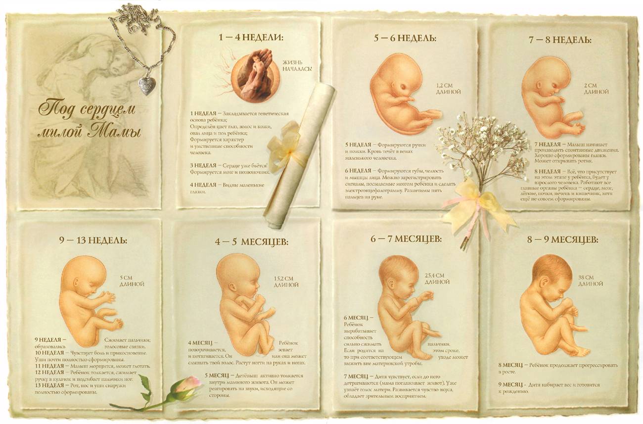 Календарь внутриутробного развития ребенка. Календарь внутриутробного развития ребенка по неделям. Зародыш ребенка по месяцам. Развитие малыша по неделям беременности. 1 неделя рождения ребенка