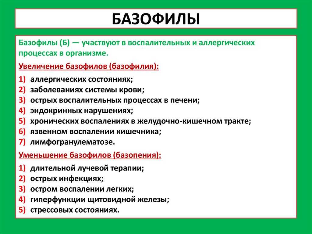 Базофилы повышены у ребенка: причины и нормы у детей, анализы и лечение