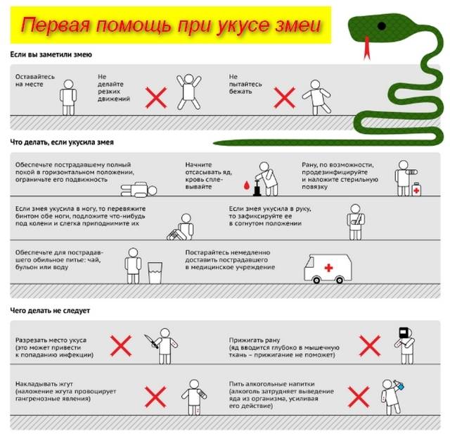 Первая помощь при укусе змеи