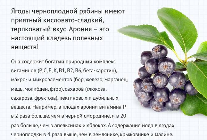 Арония, или рябина черноплодная: польза и вред, применение, рецепты