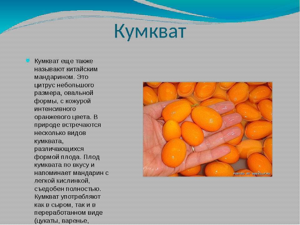 Кумкват — 10 полезных свойств, противопоказания и применение