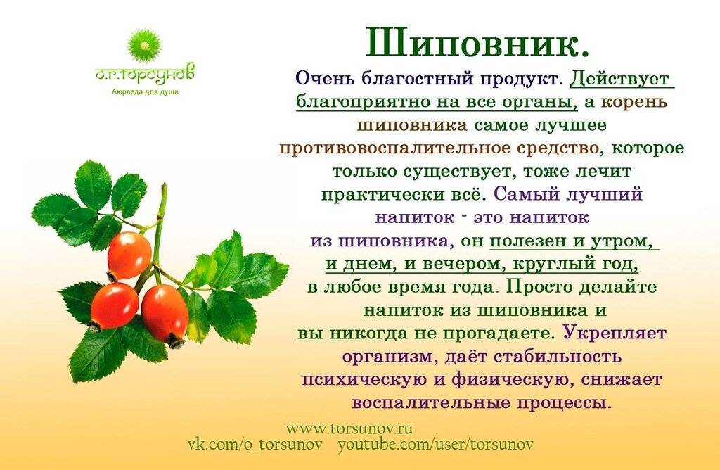 Шиповник: полезные свойства и противопоказания детям
