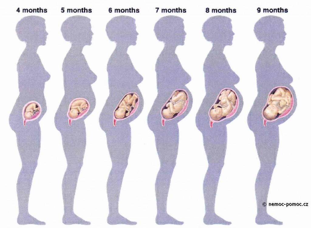 Ребёнок 5 месяцев беоеменности. Ребенок в животе по неделям. Формирование ребенка по неделям.
