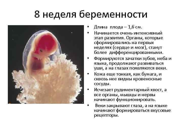 8 неделя беременности [сколько это месяцев] – что происходит с организмом женщины и плодом