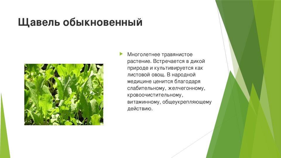 Щавель при грудном вскармливании: можно щавелевый суп кормящей маме