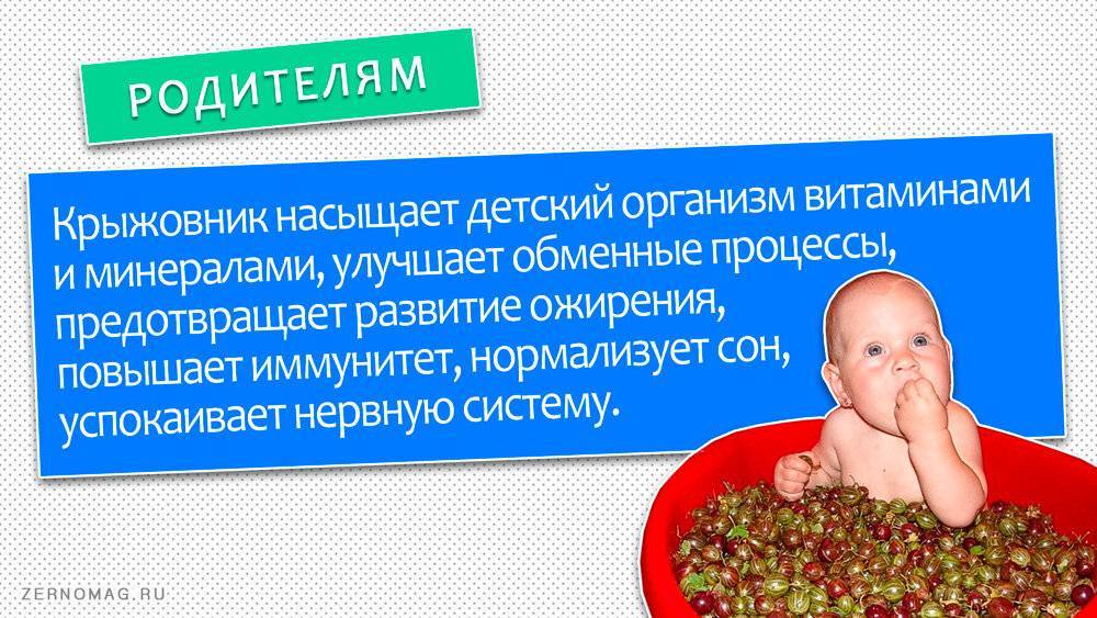 С какого возраста можно давать ребенку крыжовник