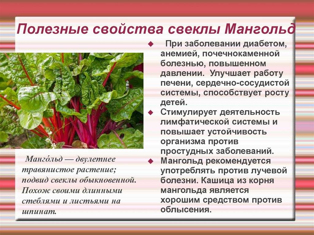 Свекла при грудном вскармливании: можно ли есть кормящей маме в первый месяц и далее