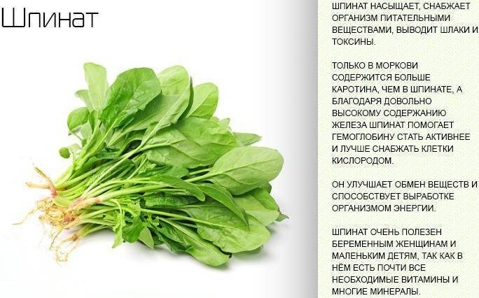 Генерал среди зелени: о пользе шпината + рецепты - сибирский медицинский портал