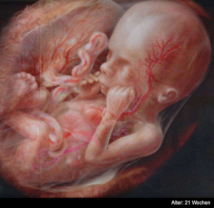 25 неделя беременности: фото живота, узи, шевеления плода