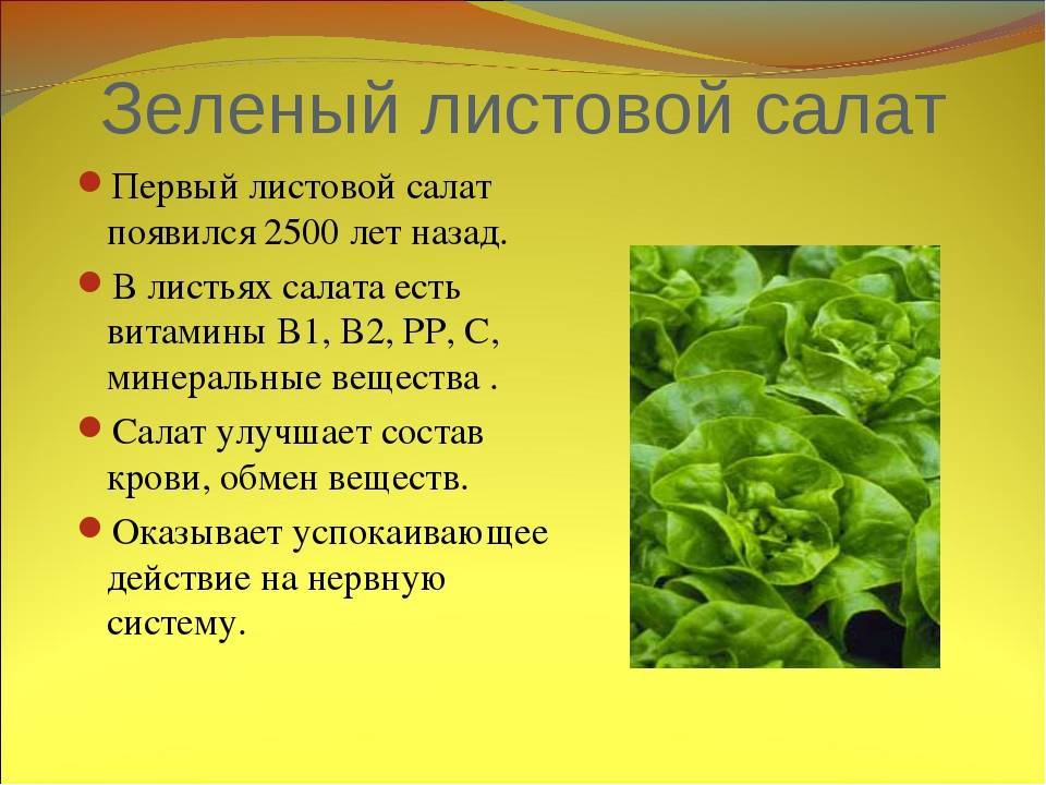 Какой салат при грудном вскармливании приготовить кормящей маме