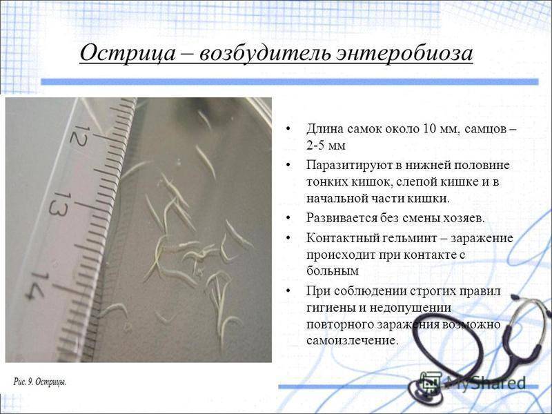 Острицы у детей — симптомы и лечение энтеробиоза, профилактика