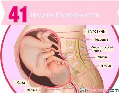 40, 41 и 42-я недели беременности: особенности, подготовка к родам