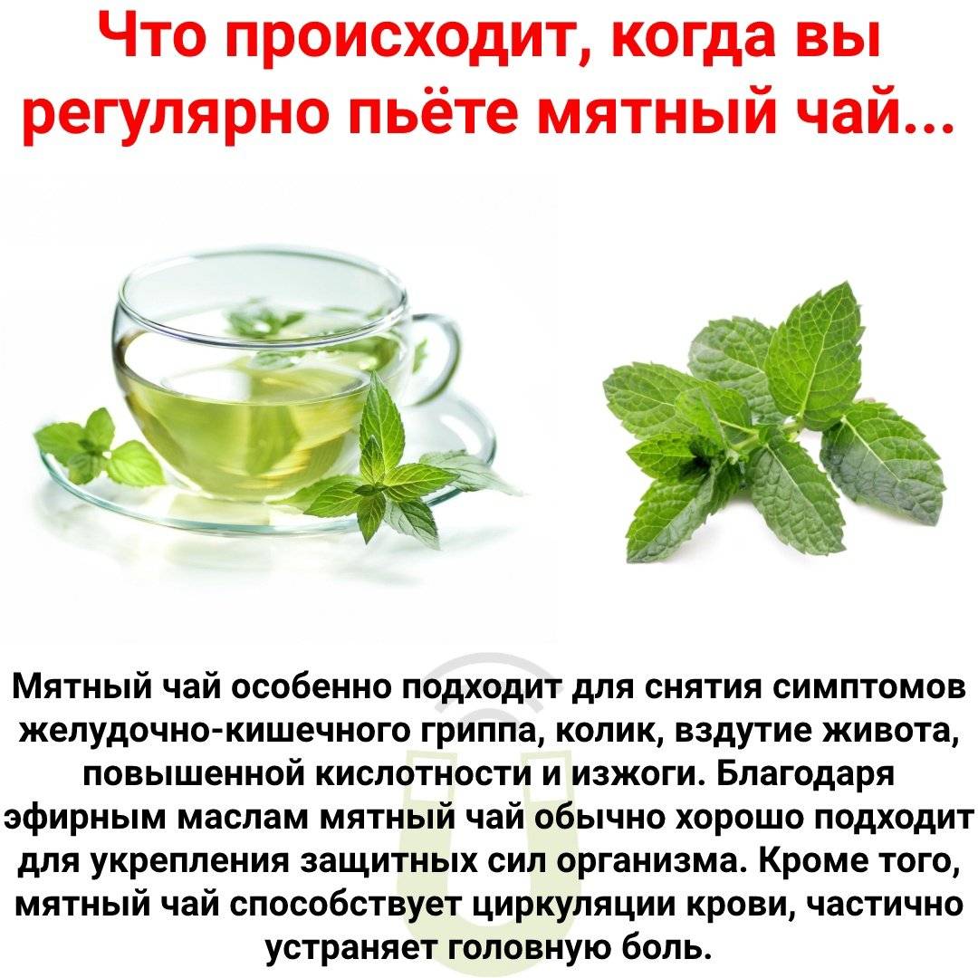 Чай с мятой вред. Чай с мятой. Чай из перечной мяты. Полезные чаи для здоровья. Зеленый чай с мятой.