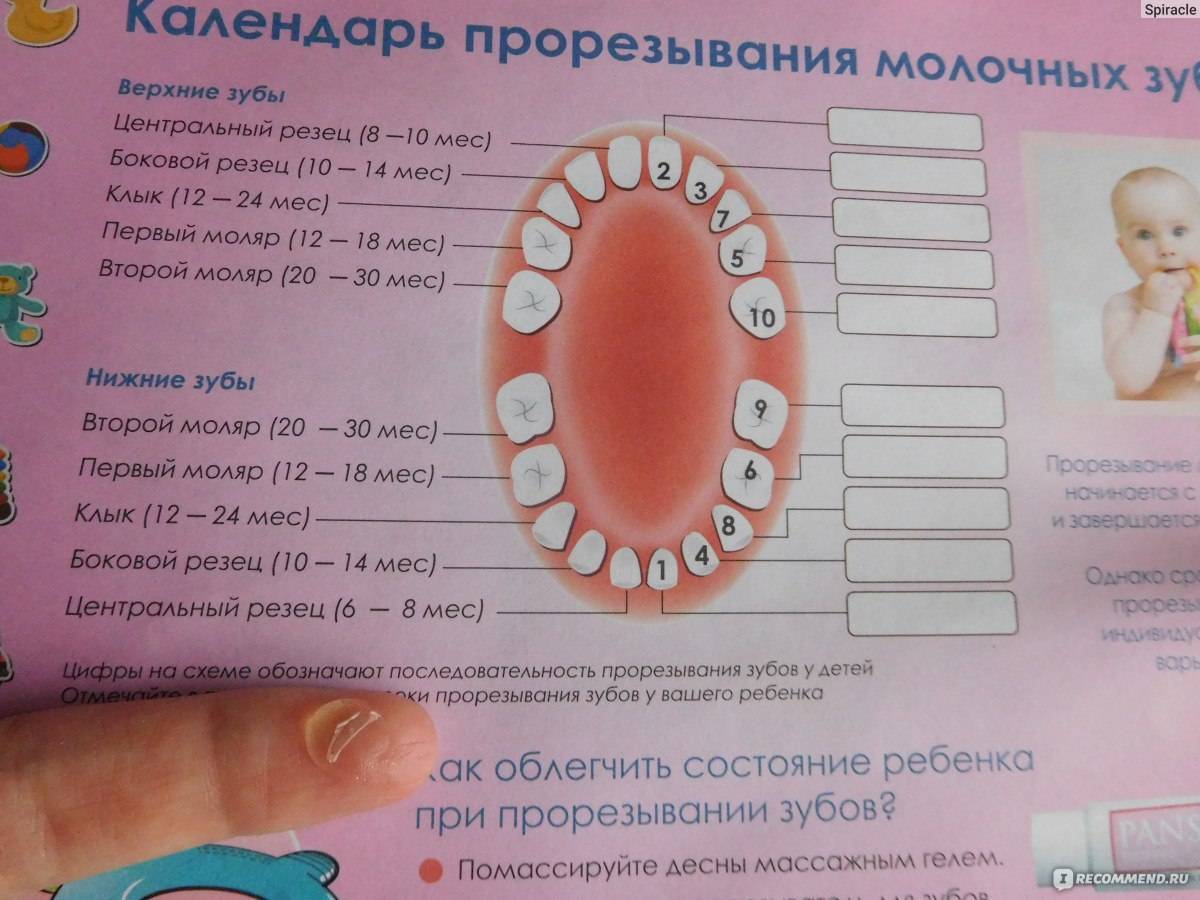 Прорезывание зубов у детей последовательность