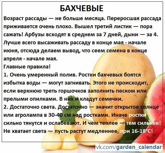 С какого возраста можно давать ребенку дыню и в каком количестве: что говорят педиатры. дыня: ребенку до года можно? - автор екатерина данилова - журнал женское мнение