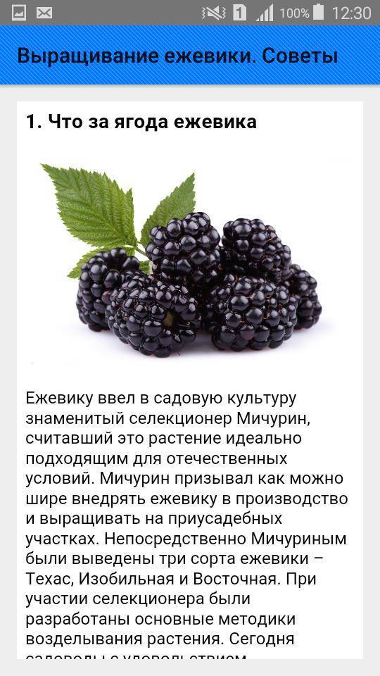 Можно ли ежевику при грудном вскармливании