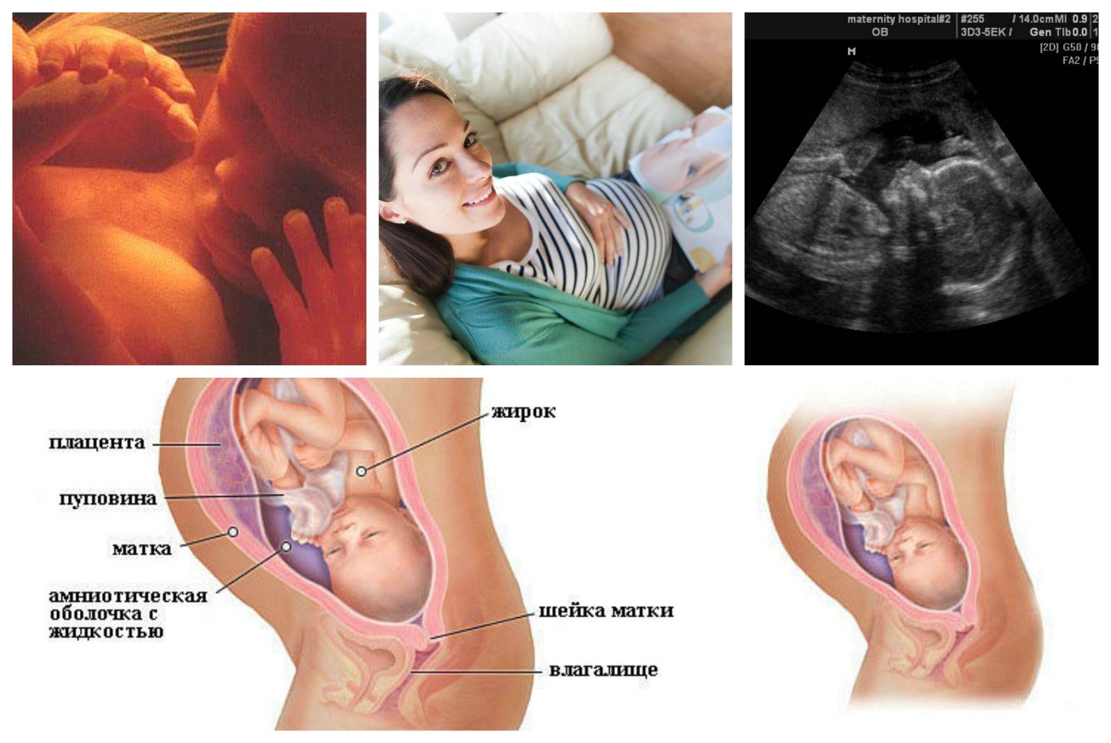 Особенности и опасности 25 недели беременности