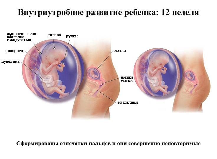 Двенадцатая неделя беременности