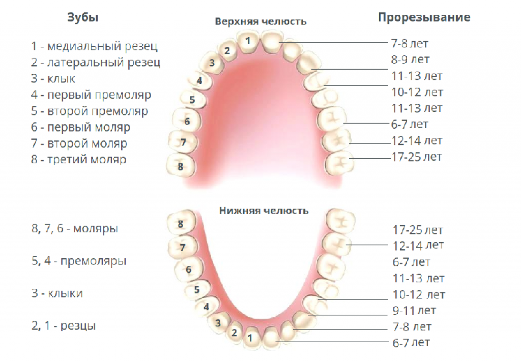 Прорезывание зубов у младенца - симптомы и календарь прорезывания зубов
