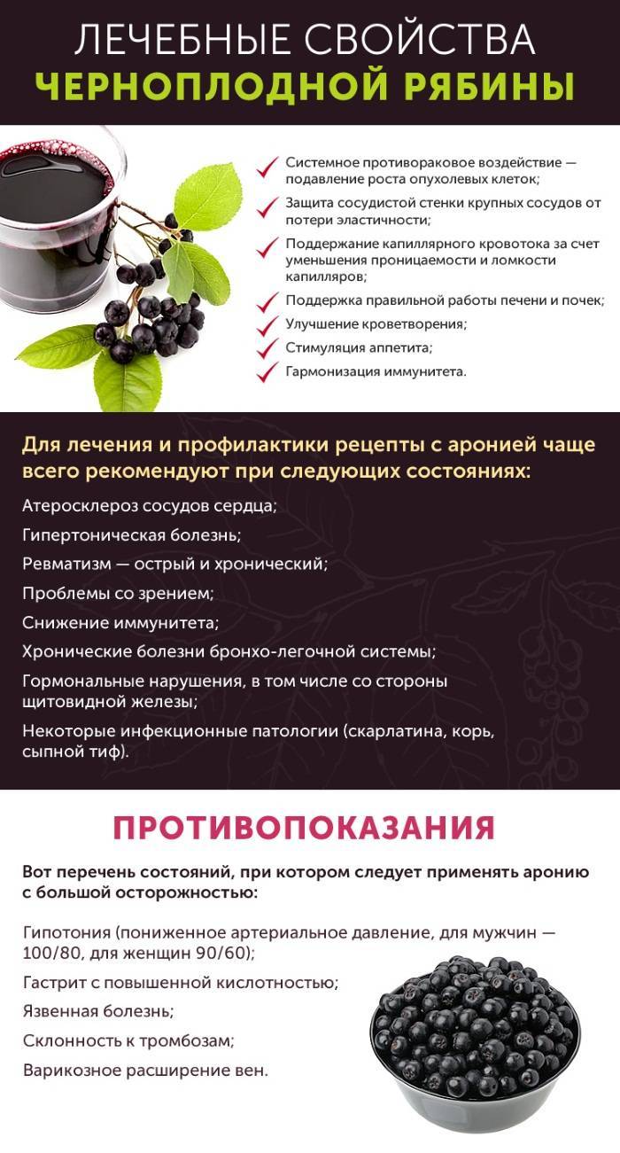 Черноплодная рябина: лечебные свойства и противопоказания