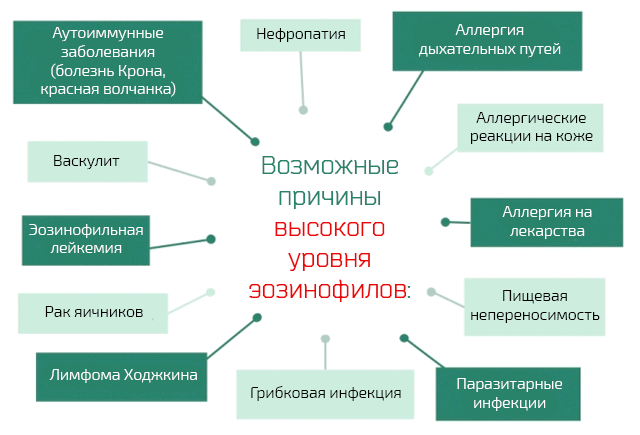 Эозинофилы повышены у ребенка, о чем это говорит? причины повышенного уровня эозинофилов у ребенка