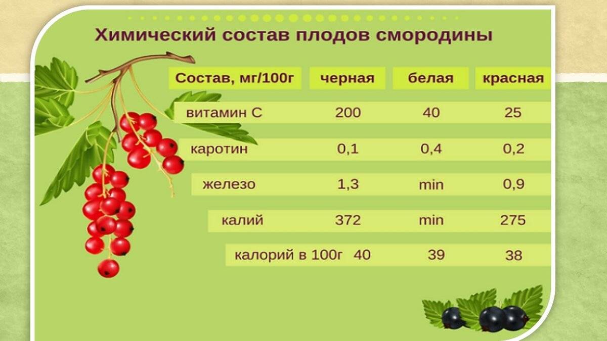 Компот из смородины для грудничка