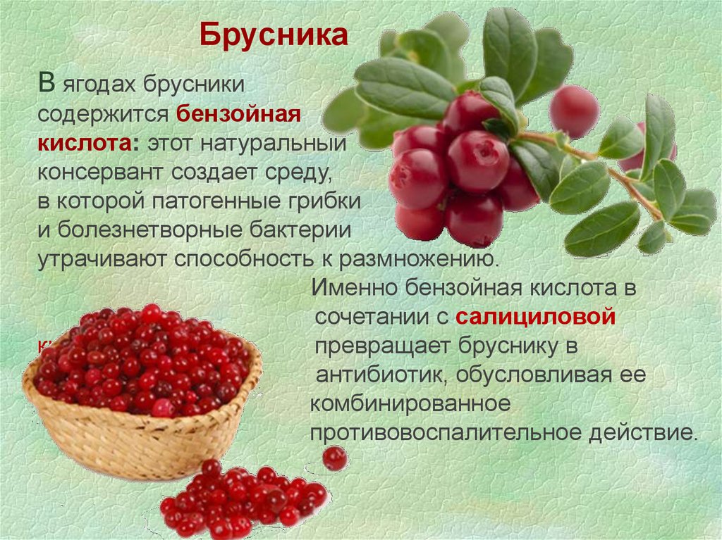 Брусника: полезные свойства для здоровья организма