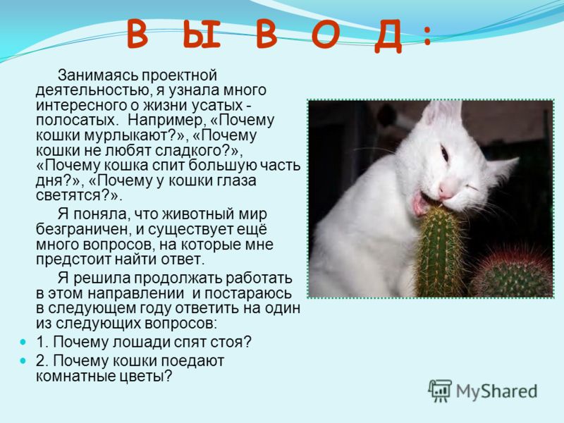 Почему кошки мурчат: интересные факты и предположения | ваши питомцы