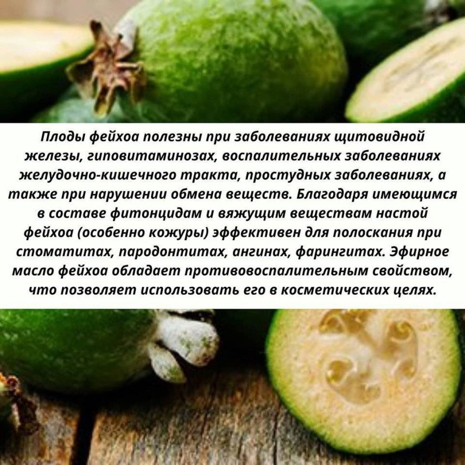 Можно ли употреблять фейхоа при грудном вскармливании