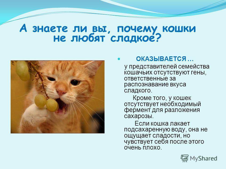Почему кошки мурчат: интересные факты и предположения