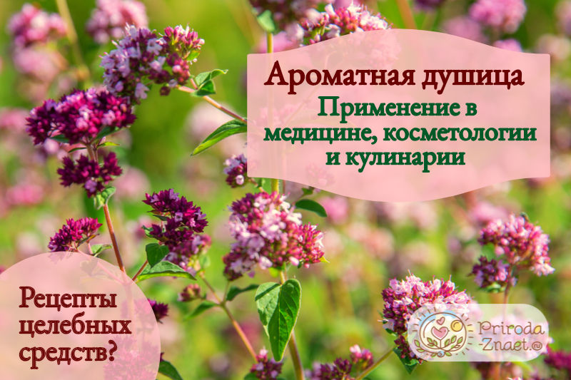 Душица