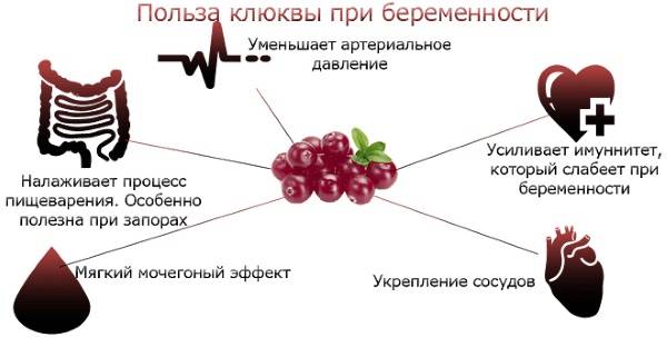 Клюква при беременности. польза, противопоказания. можно ли употреблять клюкву по время беременности