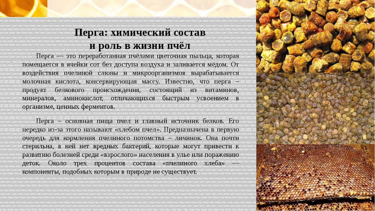 Перга пчелиная: лечебные свойства, как принимать и хранить