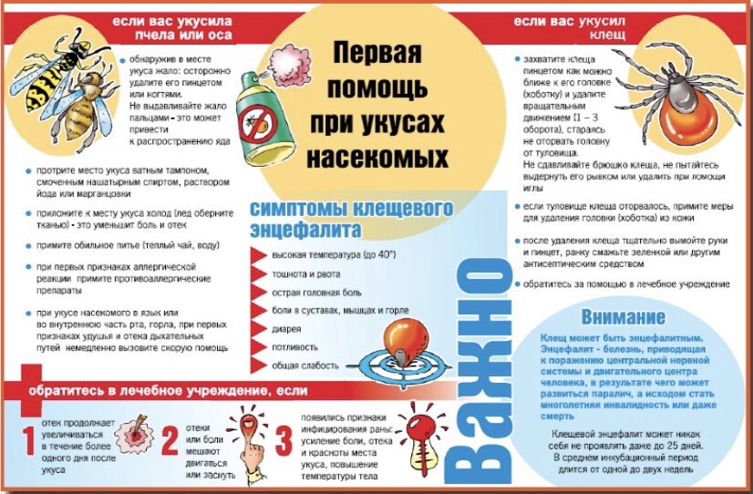 Если ребенка укусила собака, что делать? оказание первой помощи и особенности лечения