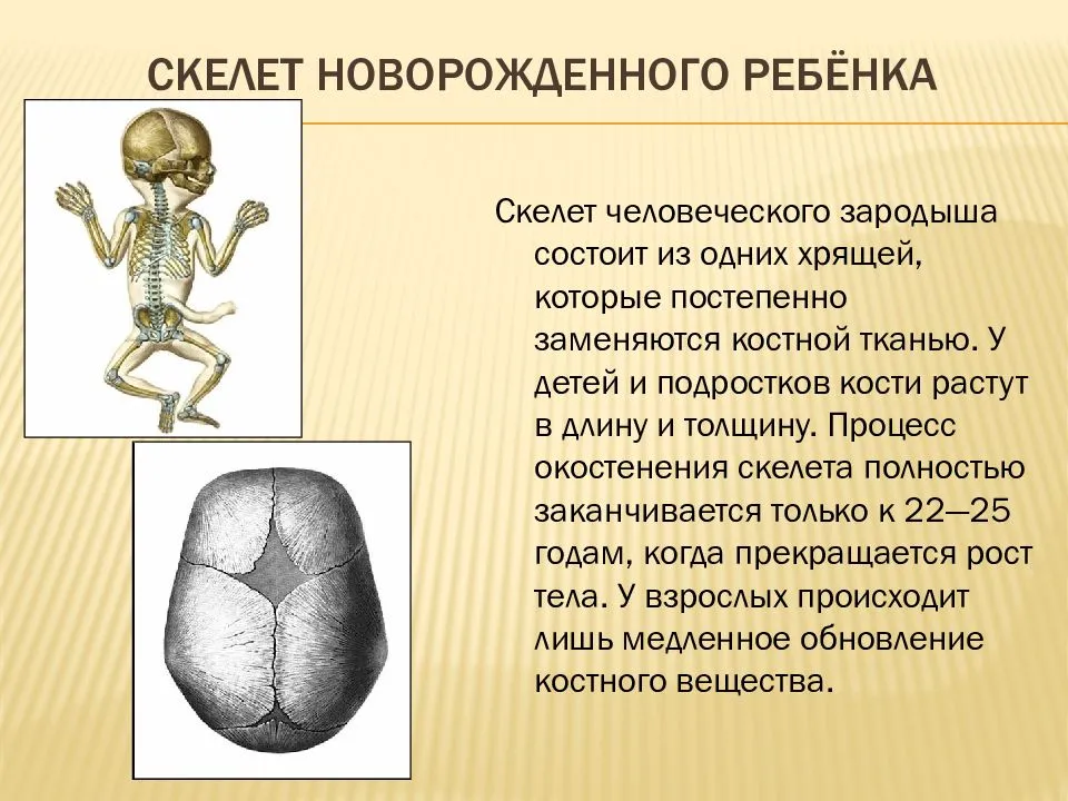 Сколько костей у младенцев и почему их больше, чем у взрослых?