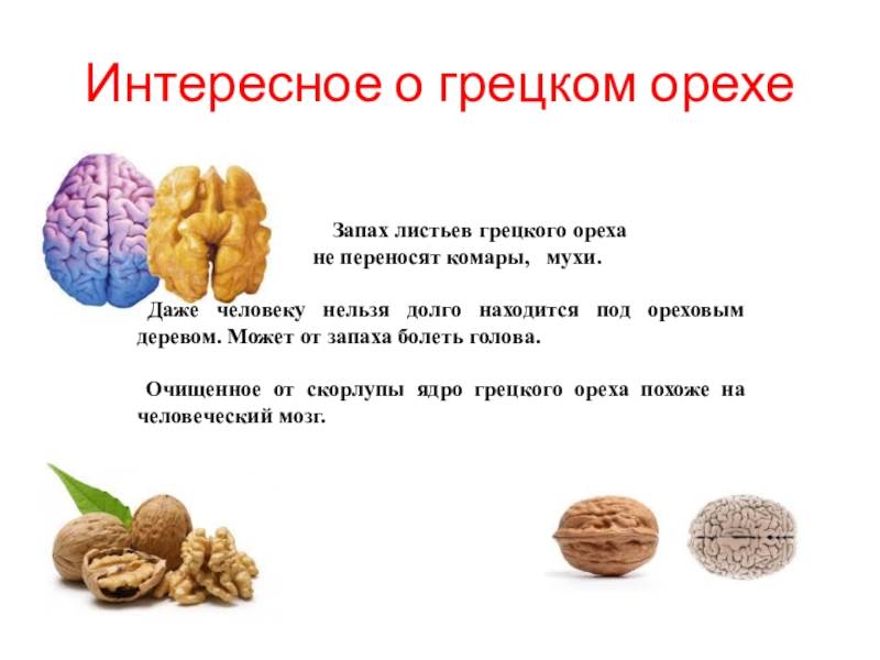 Орехи при грудном вскармливании: какие можно есть