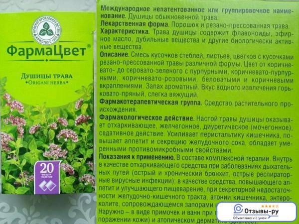 Трава душица: применение и противопоказания, лечебные свойства отвара или настойки, чая и компрессов